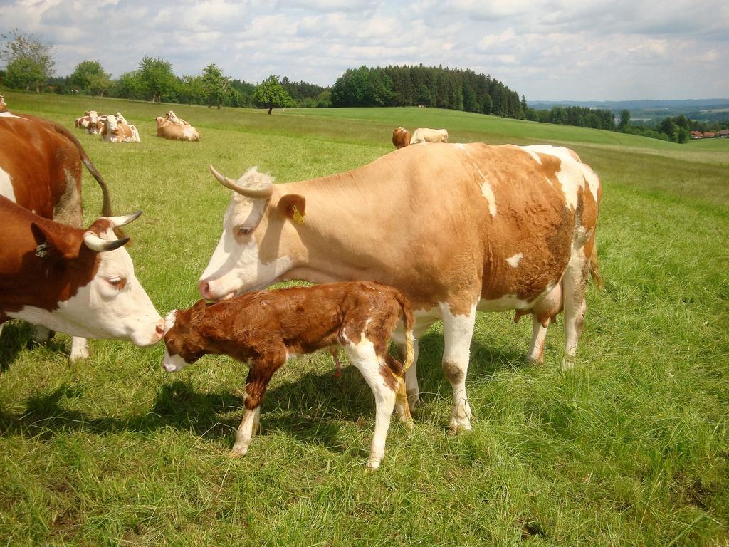 Baby- Und Kinderhof Aicherbauer Seeham Exteriér fotografie